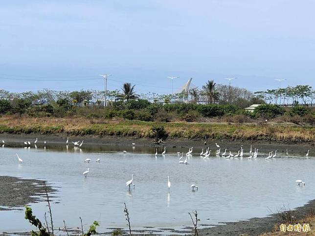 黑面琵鷺近期在東港、林邊週邊的濕地、魚塭出沒。(記者陳彥廷攝)
