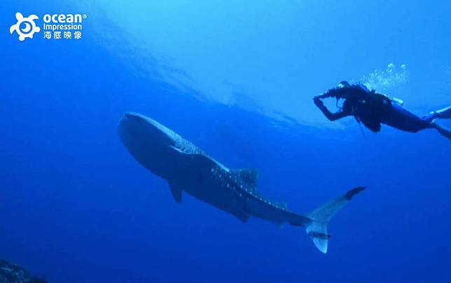 今日上午有潛水愛好者在蘭嶼機場外礁海域，遇見4公尺長的野生保育類鯨鯊。(擷取自海底玩家潛水中心提供影片)