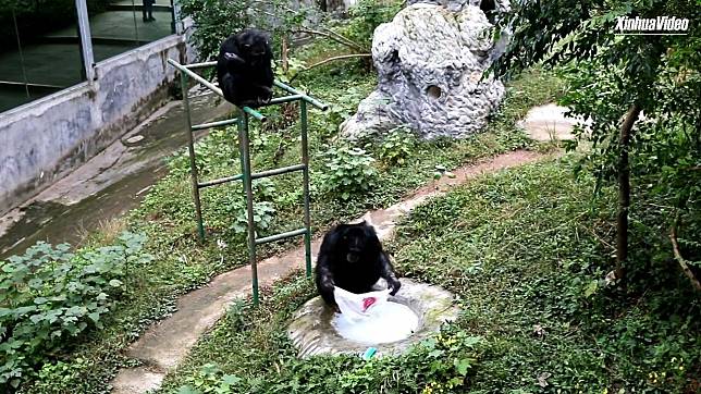 มือโปร! ลิงชิมแปนซีในจีนโชว์ ‘ซักผ้า’ สุดคล่องแคล่ว