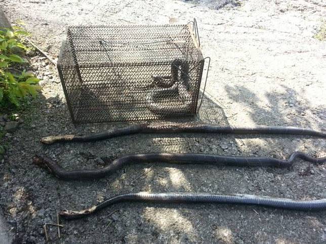 苗栗獅潭鄉蛇類出沒，鄉公所發放每戶捕蛇夾引保育人士關切。（圖：民眾提供）