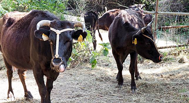 美味珍稀的「千年之牛」─日本見島牛是台灣和牛的起點？一段台日海路的歷史航程