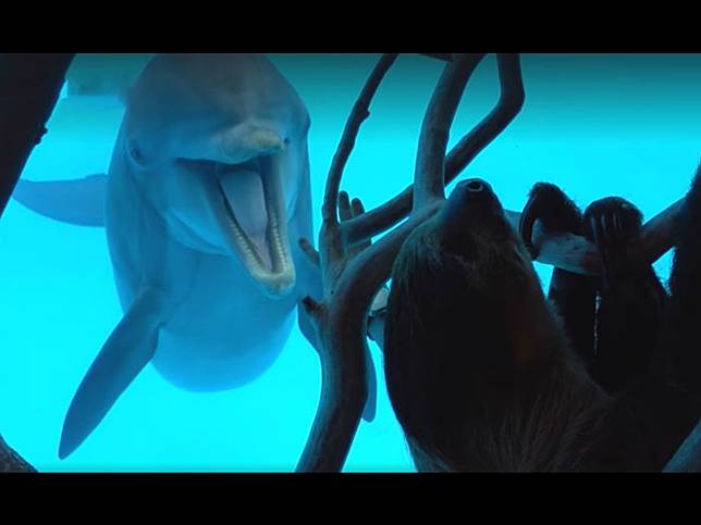 開放淡定樹懶在水族館四處睡　好奇海豚「嗨翻」打招呼：你素隨？