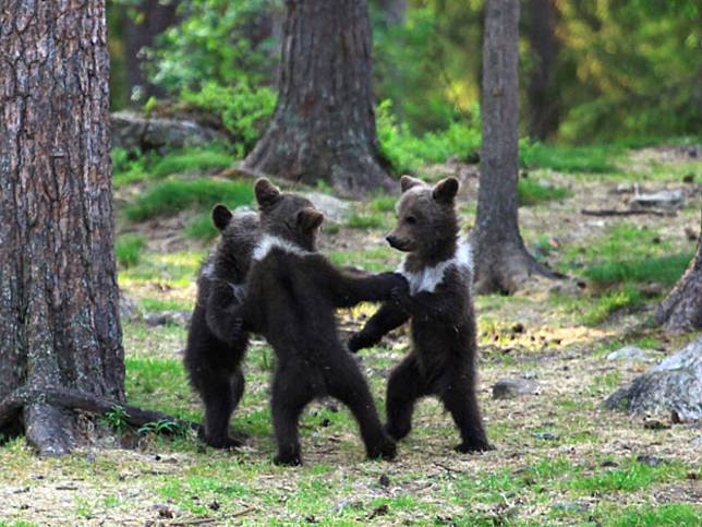 芬蘭老師拍到三隻小熊在森林跳舞　超萌模樣太犯規啦！