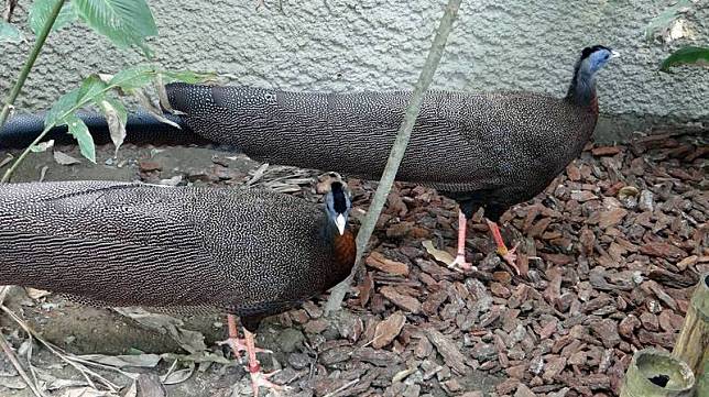 許多遊客指著穿山甲館內的大型走禽「青鸞」叫「孔雀」。(台北市立動物園提供)