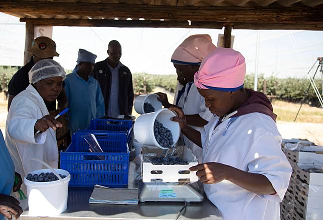 Workers pack blueberries at a farm in Marondera, Zimbabwe, on May 13, 2024. (Photo by Shaun Jusa/Xinhua)