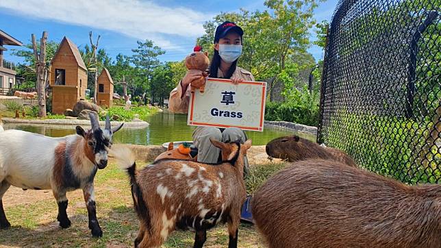 六福村保育員兼當網紅，除了介紹動物知識外，還要教英文，讓孩子宅在家中學到語文和動物界。（六福村提供)