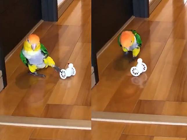 凱克鸚鵡意外被玩具卡腳　一臉驚恐極速「瘋狂倒退嚕」