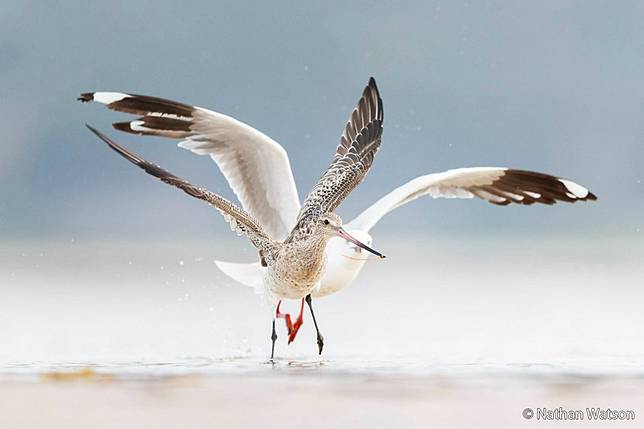 Worm Wars by Nathan Watson ／ AGNPOTY