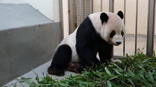 ▲大貓熊團團疑似罹患惡性腦瘤，病程進展快速。（圖／台北市立動物園）