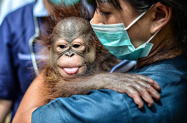 A veterinarian holds a male baby orangutan of two month and seven days old at Bandung Zoo in Bandung, West Java, Indonesia, Feb. 21, 2025. (Septianjar Muharam/Xinhua)