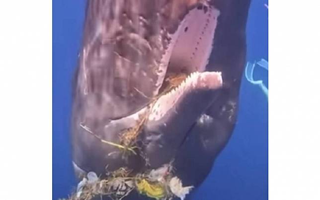 抹香鯨「嘴纏垃圾」向潛水員姐姐求救　獲助後徘徊不肯走無聲感謝超動人