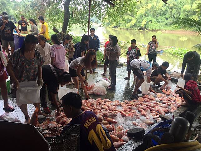 เกษตรกรผู้เลี้ยงปลาในกระชัง แม่น้ำป่าสัก เร่งขายปลาก่อนกำหนด หลังประสบปัญหา 