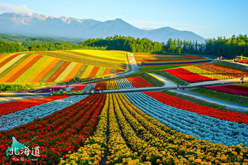 北海道】四季彩之丘：美瑛必遊賞花景點（Mapcode），拼布花田美到逆天