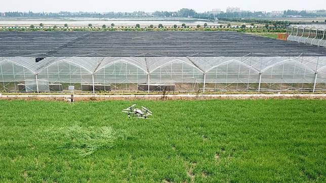 An aerial drone photo taken on June 6, 2024 shows a plant protection drone working at a smart planting base in Datonghu District of Yiyang City, central China's Hunan Province. (Xinhua/Chen Zhenhai)