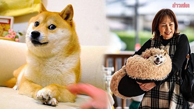 kabosu-shiba-inu-who-was25522