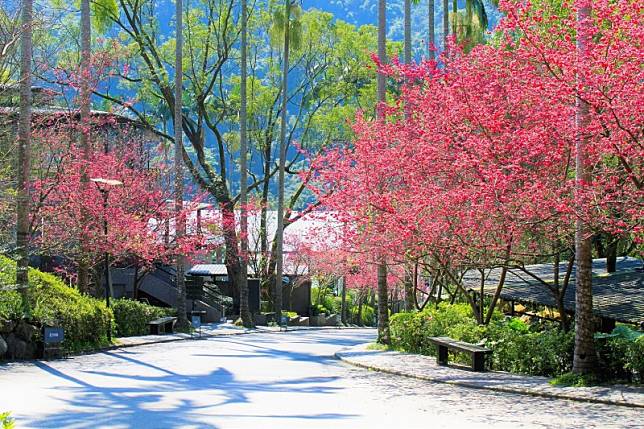 大板根森林溫泉酒店櫻花季花朵盛開。（圖／大板根森林溫泉酒店提供)