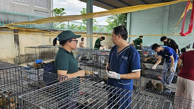 越南破獲竊貓集團，成功救出400頭待宰貓咪。翻攝臉書/Humane World for Animals Viet Nam
