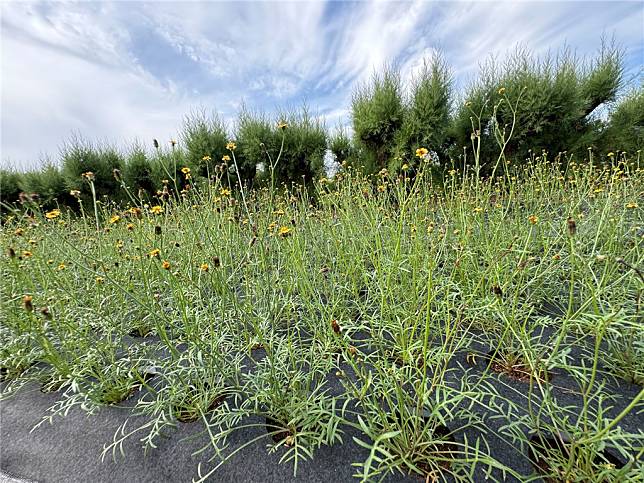 澎湖田間種植的風茹植株。（圖片來源：農業部提供）