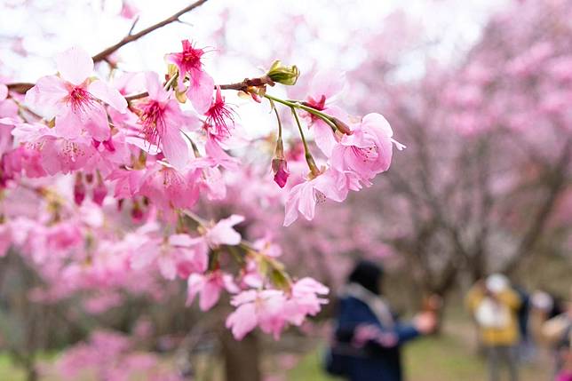園區內有粉紅佳人、昭和櫻、雪白霧社山櫻等10多個不同花種；圖片提供/雄獅旅遊