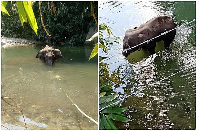 印度一頭懷孕母象吃到內塞鞭炮的鳳梨，結果鞭炮在嘴中爆炸，雖然母象第一時間衝入水中，將嘴巴泡在水裡降溫，仍傷重不治。（翻攝自Mohan Krishnan臉書）