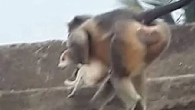 印度猴子準備將幼犬往下扔。   圖：翻攝自推特