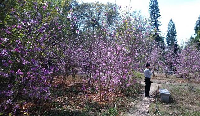 台南公園羊蹄甲綻放，二二八連假到此欣賞，很有偽出國的感覺。（記者吳孟珉攝）