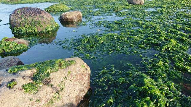 珠螺棲息在沿海潮間帶及潮池，以岩礁上的海藻為食，在北海岸岩礁潮間帶可採集到珠螺。 圖：新北市漁業處提供