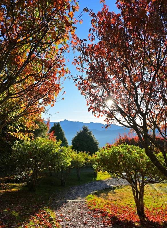 冷氣團將至，阿里山國家森林遊樂區小笠原觀景平台 楓葉轉紅，地上也飄落紅葉。遠方為玉山山脈。 （黃源明提供） 中央社記者蔡智明傳真 113年12月13日