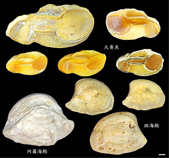 中研院助研究員林千翔團隊發現5000年前新石器時代早期，台南人吃最多的魚是黃魚。(林千翔提供)