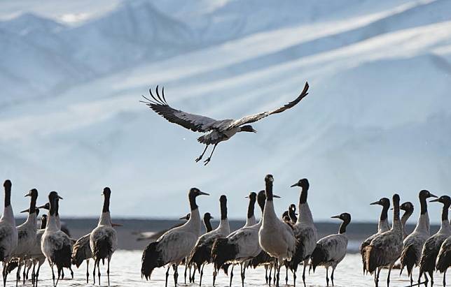 A resting flock of black-necked cranes is pictured near a reservoir, overwintering in Lhunzhub County of Lhasa, southwest China's Xizang Autonomous Region, Feb. 20, 2025. (Xinhua/Jigme Dorje)