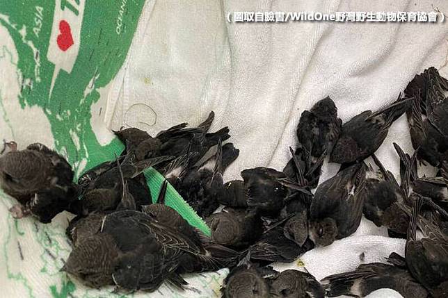 因為台東縣體育館優化工程，144隻小雨燕失親。(圖取自臉書/WildOne野灣野生動物保育協會，本報合成。)