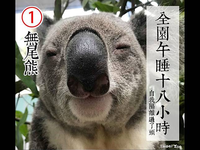 北市動物園園長從缺中　動物紛紛提出超萌防疫政見：選我選我！