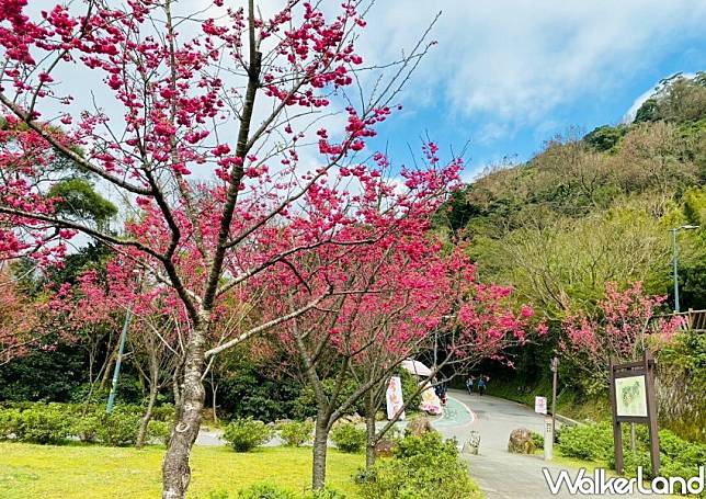 2023陽明山花季/ WalkerLand窩客島整理提供 未經許可不可轉載