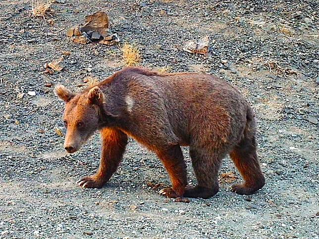 戈壁熊的特徵是左右肩膀均有一塊白斑，是地球上唯一生存在沙漠的熊類。（圖片來源：蒙古戈壁保護區提供）