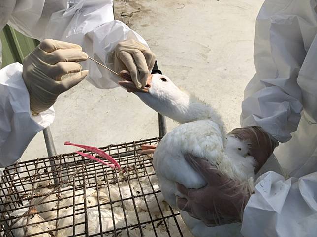 動保人員加強養禽場監測採樣，檢除環境中潛藏病原。（動保處提供）
