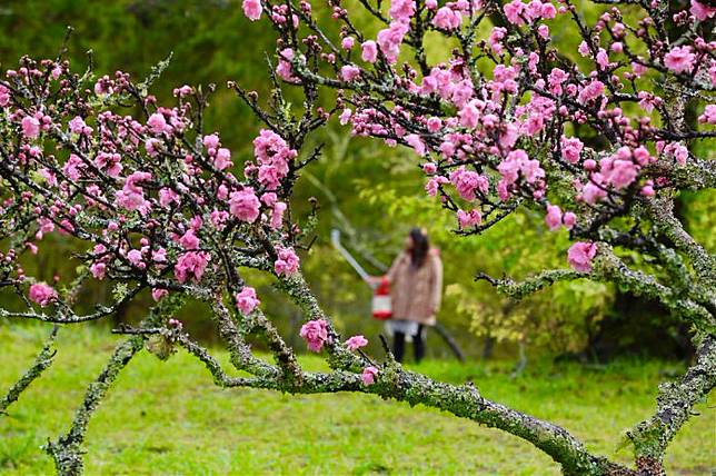 ▲武陵農場賞花-櫻花。（圖／武陵農場FB粉絲專頁）