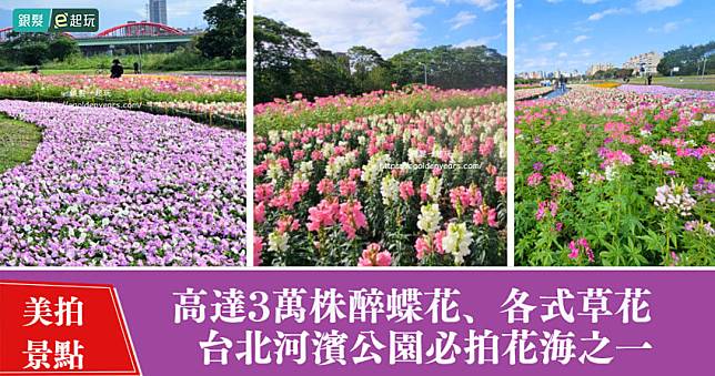 2025古亭河濱花海｜元旦一路美到228！3千坪免費逛！鼠尾草、醉蝶花，登上船型眺望台、夜賞浪漫球燈