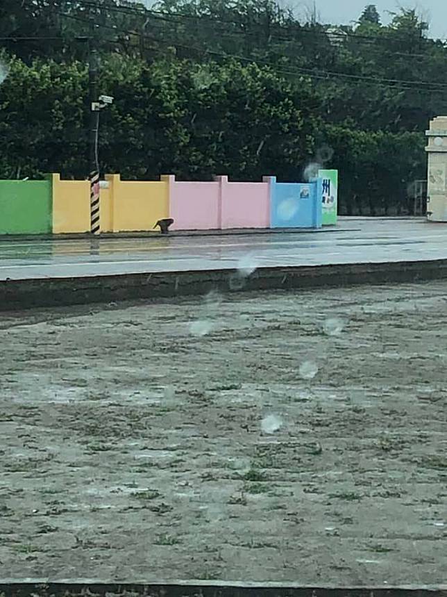 5月2日一隻流浪的台灣獼猴出現在台西溪頂村，並進到泉州國小教室內偷吃學童的零食。(圖擷取自台西人的天地)
