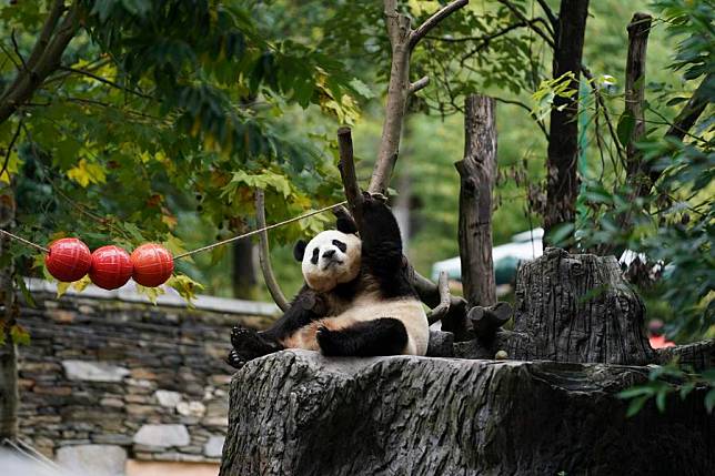 Giant panda Fu Bao frolics at the Shenshuping giant panda base of Wolong National Nature Reserve in southwest China's Sichuan Province, Oct. 19, 2024. (Xinhua/Xu Bingjie)