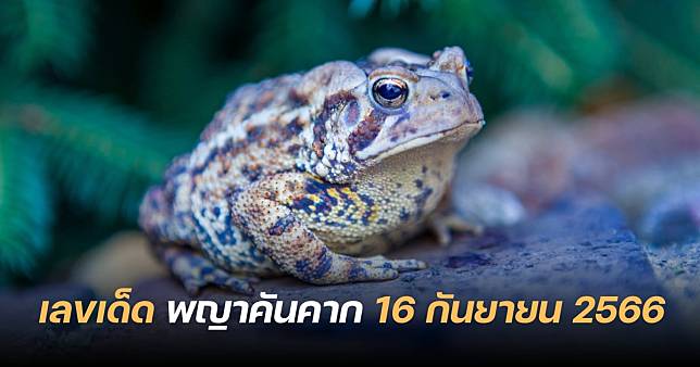 เลขเด็ดพญาคันคาก 16/9/66 แนวทางเลขเบิ้ล คนรวยวิ่งแต่เลขนี้