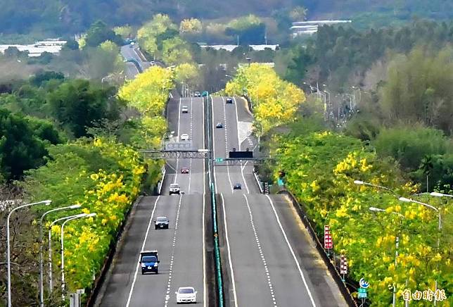 台南台84線東西向快速道路頭社至二溪段，兩側有逾700株的阿勃勒，正值開花期，「黃金波浪大道」的特色美景再現。(記者吳俊鋒攝)