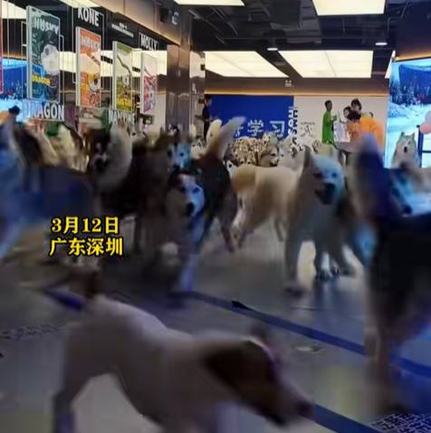 深圳一家寵物咖啡廳近日發生哈士奇集體「越獄」。（圖／翻攝抖音@中原網）