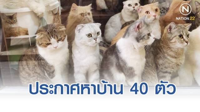 คาเฟ่น้องแมว ประกาศหาบ้าน 40 ตัว หลังเจ้าของปิดกิจการ เนื่องจากป่วยหนัก