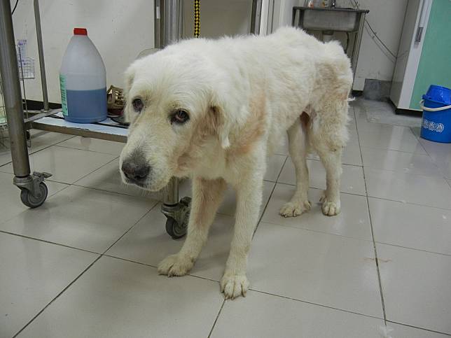 新北動保處曾照顧過一隻狗狗大白，雖然已經動手術、身體逐漸圓胖，卻因乳腺腫瘤轉移病逝。   圖：新北市動保處／提供