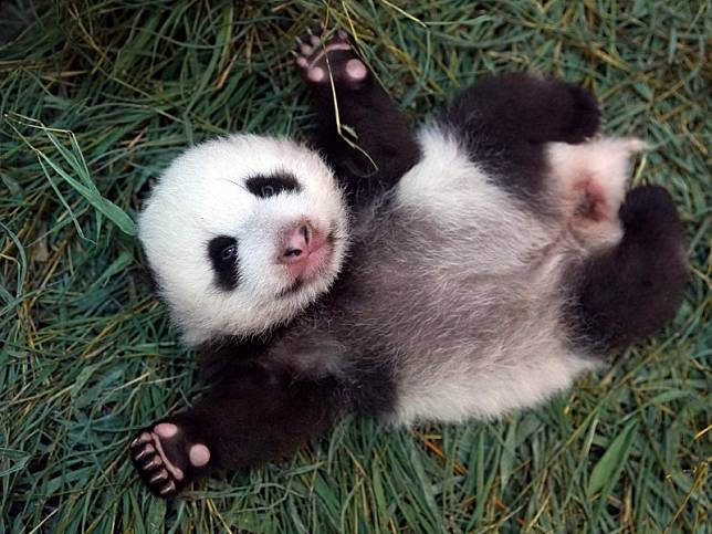 台北市立動物園大貓熊家族在6月底迎接新成員「圓寶」。(圖由動物園提供)