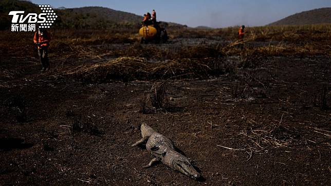 巴西「潘塔納爾濕地」（Pantanal）四處可見動物焦屍。（圖／達志影像路透社）