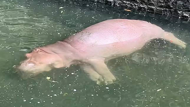高雄壽山動物園河馬側浮，好像浮屍。截自動物園粉專影片
