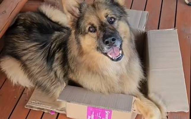 德國牧羊犬拆家功力一流　闖禍後露出無辜眼神討拍
