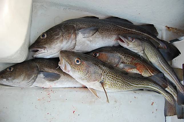 營養師解析⟫油魚、多利魚、比目魚，如何辨別真假鱈魚？