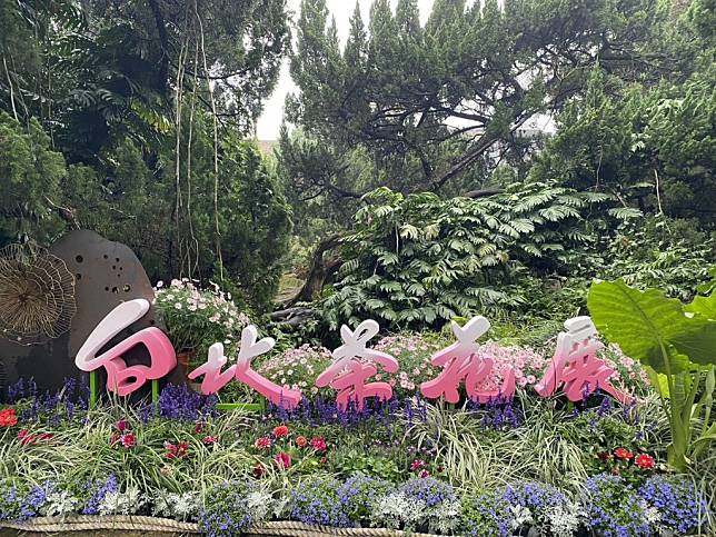 台北茶花展，五日在花卉試驗中心登場，搭配鬱金香、風信子、番紅花共譜陽明山賞花序曲。（公園處提供）